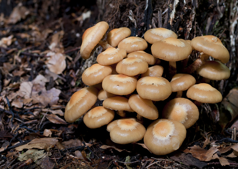 Kuehneromyces mutabilis